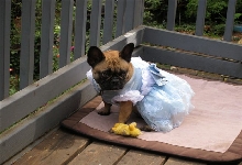 Cinderella_in_Costume_0.jpg